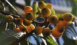 莆田最新爆料摘枇杷,最新爆料带你体验摘果乐趣”